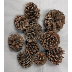 Pine Cones - Natural