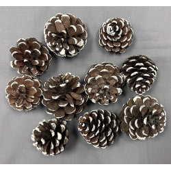 Pine Cones - Frosted White