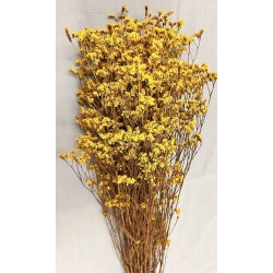 Preserved Limonium Yellow