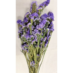 Limonium Sinuata Blue - Preserved