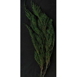 Preserved Cedar Greens