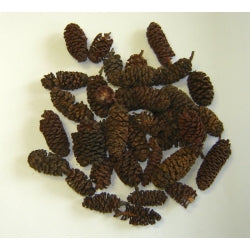 Birch Pine Pods - Natural
