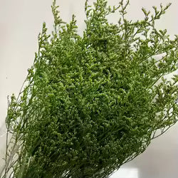Caspia Preserved Dark Green
