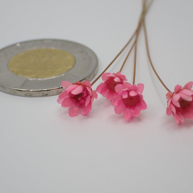 Teeny-Tiny Daisy Flowers / Dried