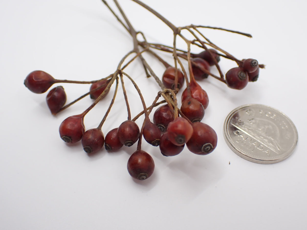 Small Red Fruit Branches / Dried