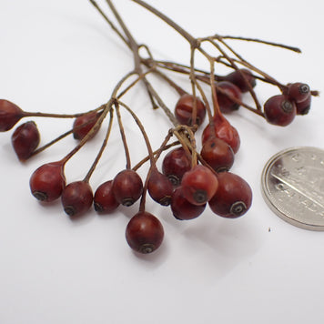 Small Red Fruit Branches / Dried