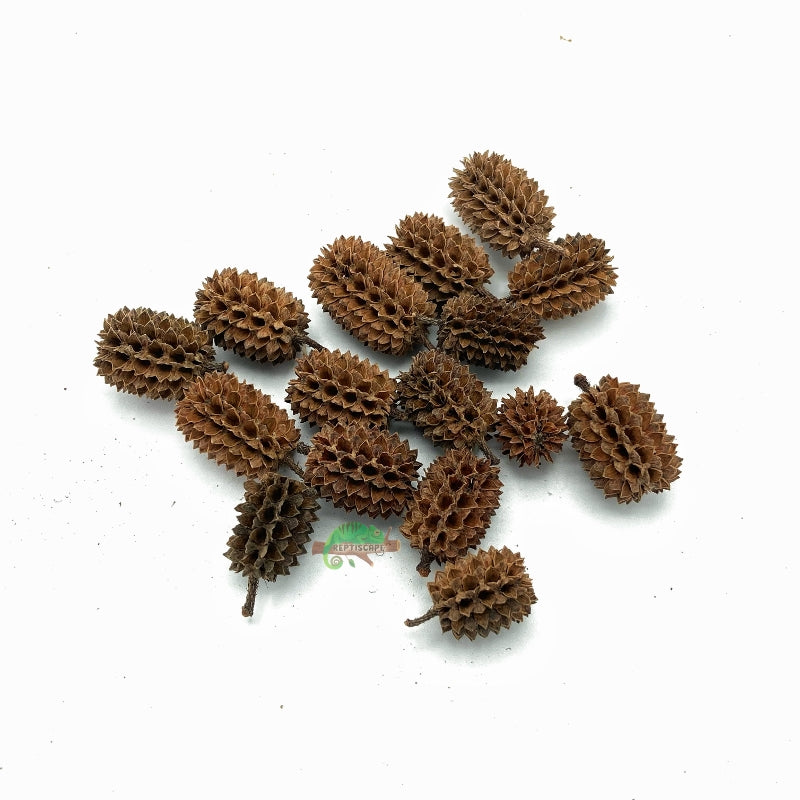 Casuarina Pine Pods - Natural
