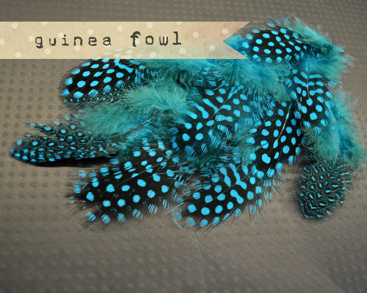 Guinea Fowl Plumage - Turquoise