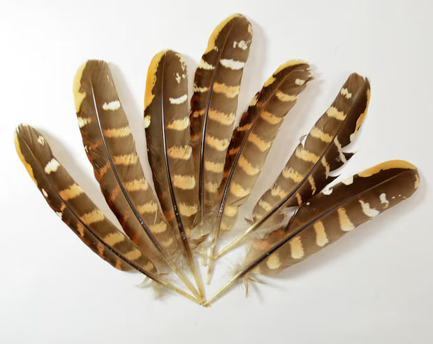 Plumes de queue de faisan vénéré