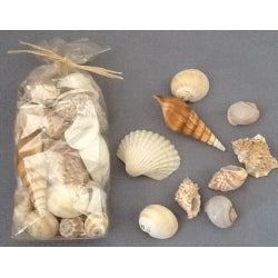 Sea Shells - Random Sizes